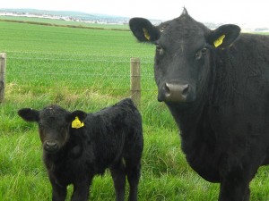 aberdeen-angus-cow-bull-calf