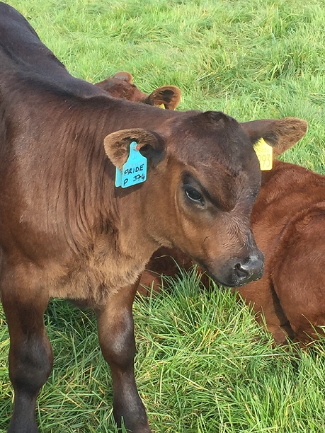 Pride calf